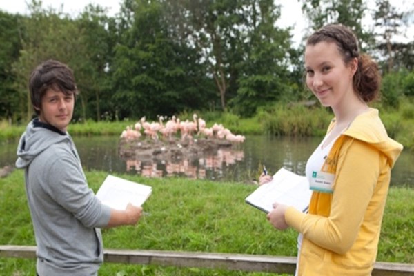 Students and Flamingos 